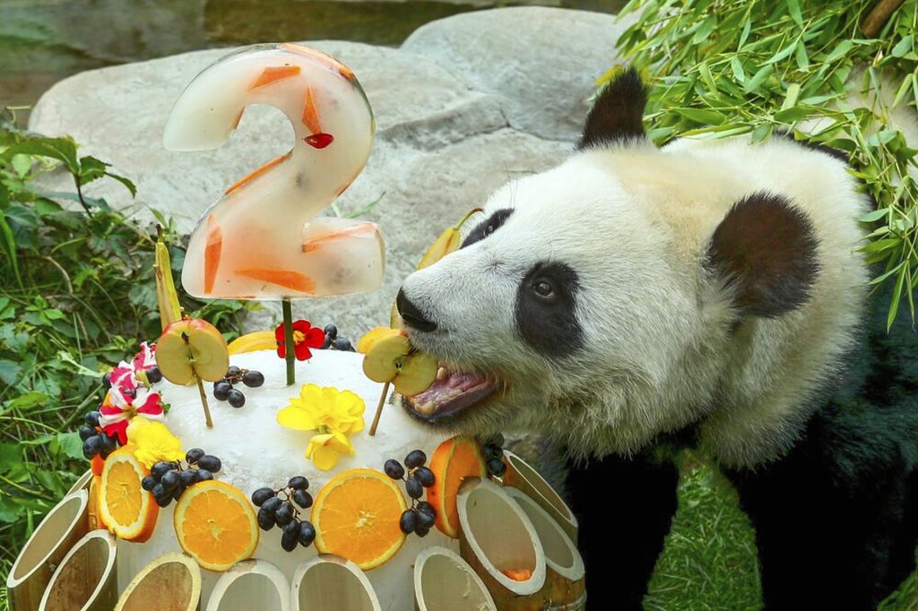 Russia giant panda birthday