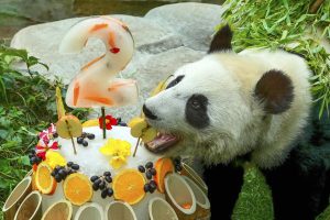 Russia giant panda birthday