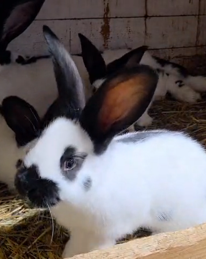 Králik nemecký strakáč