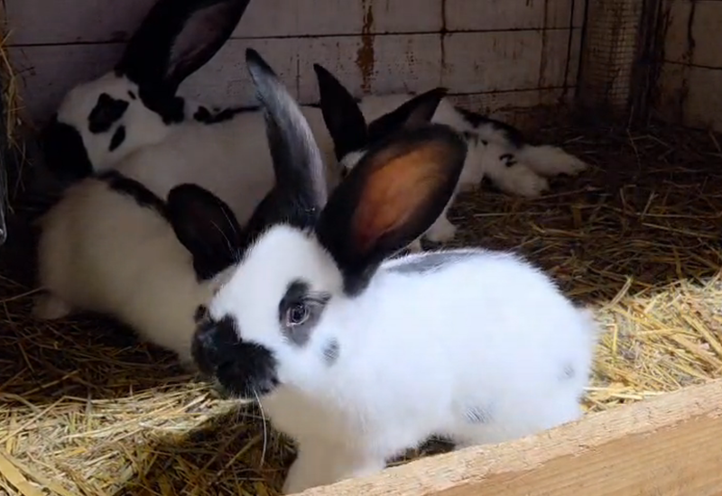 Králik nemecký strakáč